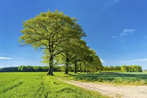 Country Lane Scenery Drucke: Old oak trees line a field path through green fields in spring