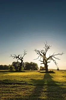 Old Oak Tree Drucke: The Old Oaks