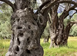 Deciduous Tree Trunk Drucke: Old olive trees with thick trunks