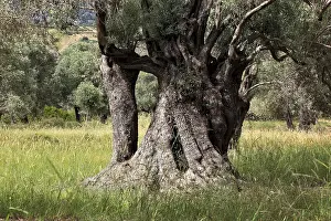 Urban Nature Photography Drucke: Old olive trees with thick trunks