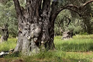 Deciduous Tree Trunks Drucke: Old olive trees with thick trunks