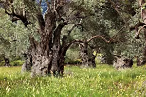 Deciduous Tree Structure Drucke: Old olive trees with thick trunks