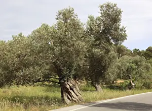 Deciduous Tree Trunk Drucke: Old olive trees with thick trunks