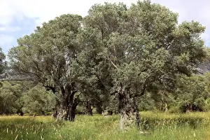 Deciduous Tree Trunk Drucke: Old olive trees with thick trunks