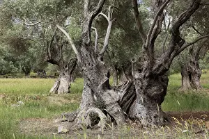 Old Olive Trees Drucke: Old olive trees, thick whimsical tree trunk