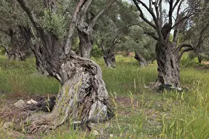 Old Olive Trees Drucke: Old olive trees, thick whimsical tree trunk