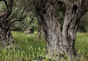 Old Olive Trees Drucke: Old olive trees, thick whimsical tree trunk