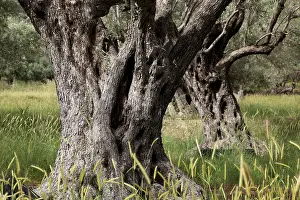Old Olive Trees Drucke: Old olive trees, thick whimsical tree trunk