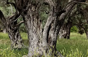 Deciduous Tree Trunk Drucke: Old olive trees, thick whimsical tree trunk