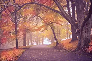 Autumn In Germany Drucke: Old park in fall. Germany