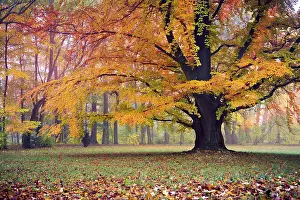 Central Europe Fall Season Drucke: Old park in fall. Germany