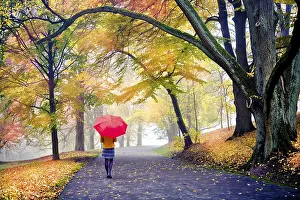 Central Europe Fall Scene Drucke: Old park in fall. Germany
