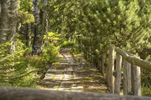 Wetland Biotope Conservation Drucke: Old path through the high moor