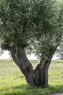 Willow Tree Europe Drucke: Old pollarded willow, willow (Salix viminalis)