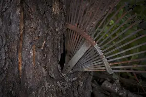 Southern German Landscape Photography Drucke: Old rake, rusty, stuck in a tree trunk