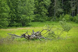 Springtime In Southern Germany Drucke: Old rotten tree lying on a meadow in spring