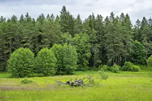 Old Tree Germany Drucke: Old rotten tree lying on a meadow in spring
