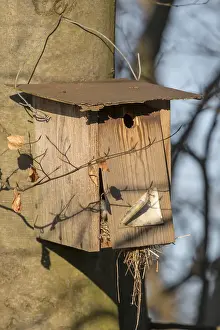 Bird Photography Natural Environment Drucke: Old self-made bird nesting box hangs broken on a tree in front of a blurred background