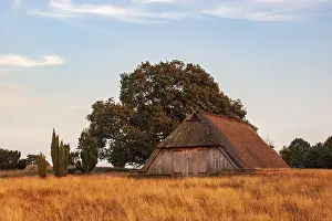 Luneburg Heath Landscape Drucke: Old sheepfold in the last evening light