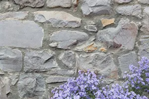 British Architecture Design Drucke: Old stone wall with flowers background texture