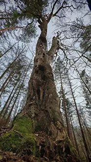 Tree Trunk Landscape Drucke: An old, sturdy tree trunk in a forest