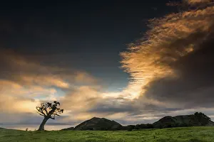 Solitary Tree Photography Drucke: Old tree with dramatic thundercloud