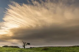 Atmospheric Tree Photography Drucke: Old tree with dramatic thundercloud