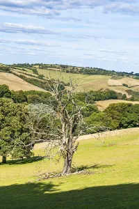 British Countryside Images Drucke: Old Tree on Farms and Fields, Devon