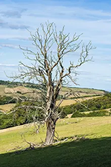 United Kingdom Rural Scene Drucke: Old Tree on Farms and Fields, Devon