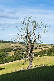 United Kingdom Nature Scenes Drucke: Old Tree on Farms and Fields, Devon
