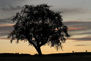European Panoramic Images Drucke: An old tree in the back light after the sunset