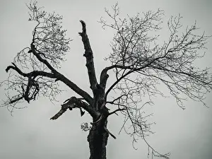 Central Europe Nature Scenes Drucke: A very old tree in a meadow at dusk