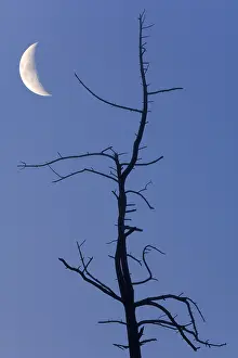 Desolate European Landscape Drucke: Old tree with the moon, composing