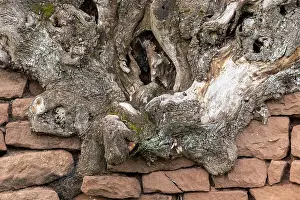Red Sandstone Erosion Drucke: Old tree root grows over a wall of red sandstone set on top of each other with text space