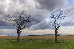 Moody Evening Atmosphere Drucke: Old tree against sky with light mood evening sky