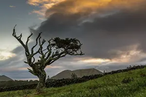 Atmospheric Nature Photos Drucke: Old tree with thundercloud, Island of Pico