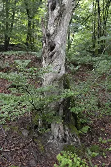 Deserted Countryside Scenes Drucke: Old tree, tree, forest, old, spring