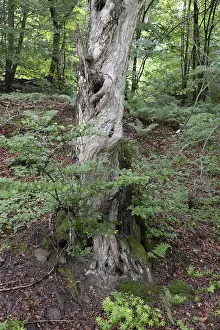 No People In Woods Drucke: Old tree, tree, forest, old, spring