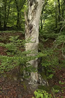 Summer Forest Landscape Drucke: Old tree, tree, forest, old, spring