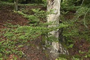 Wooded Countryside Views Drucke: Old tree, tree, forest, old, spring