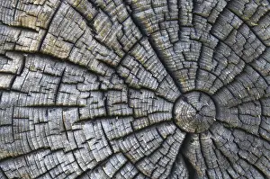 Old Tree Trunk Drucke: Old tree trunk