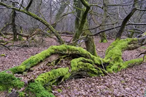 Deserted German Forest Landscape Drucke: Old trees in the jungle Baumweg