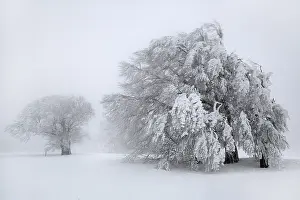 Southern Germany Winter Scenery Drucke: Old trees overloaded with snow