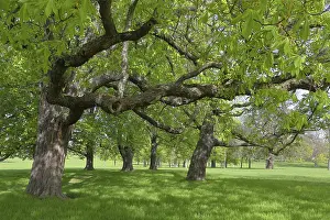 Central Europe Deserted Parks Drucke: Old trees, Rosensteinpark in spring