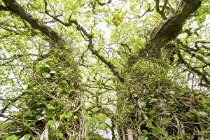 Uninhabited Island Scenery Drucke: Old trees surrounded by ivy in spring