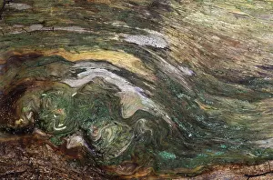 Tree Trunk Close Up Drucke: Old trunk