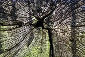 Nature Conservation Area In Central Europe Drucke: Old weathered tree disk, near Zingst