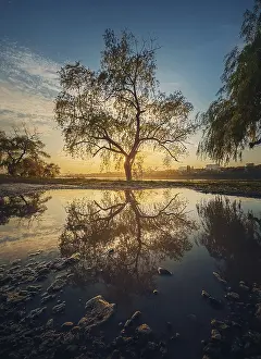 Deciduous Tree Evening Light Drucke: Old willow tree reflected in a water puddle against sunset background