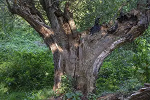 Stormy Weather Forecast Europe Drucke: Old willow tree (Salix) split by lightning