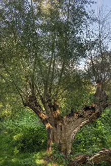 Northern Germany Weather Forecast Drucke: Old willow tree (Salix) split by lightning